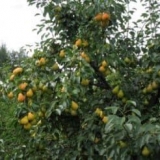 Koje sorte krušaka možete posaditi u vašoj bašti i kako se klasifik...